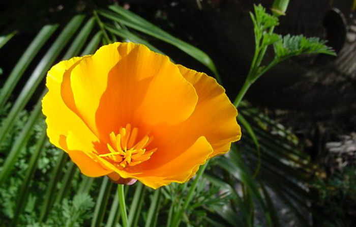 california-poppy-eschscholzia-californica