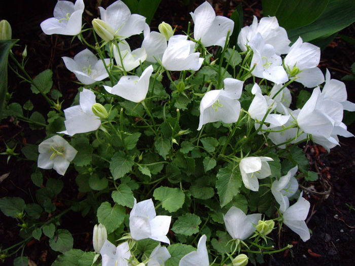 Campanula-carpatica-bellflower-white-flowers - 2014-2016 dorinte o parte iar cealalta de vizionat