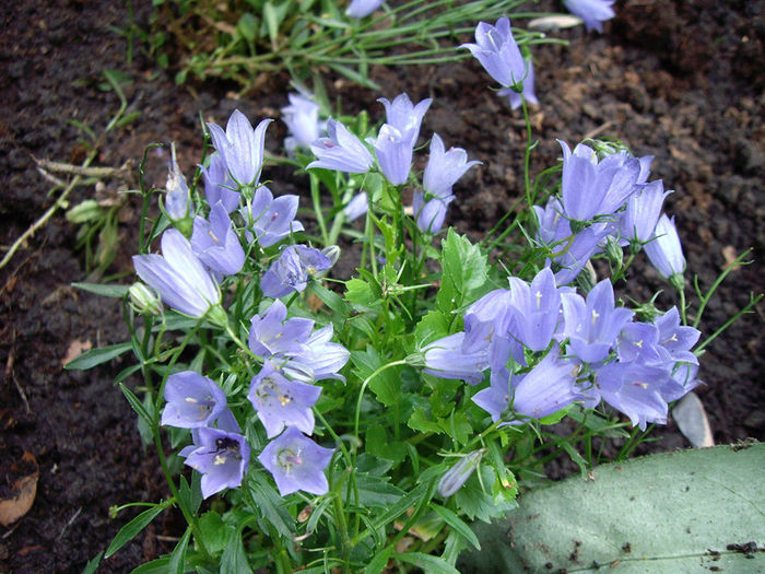 campanula-cochlearifolia - 2014-2016 dorinte o parte iar cealalta de vizionat