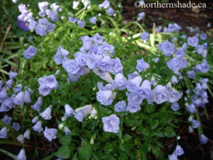 campanula-cochlearifolia-elizabeth-oliver-double-bellflowers-400x300