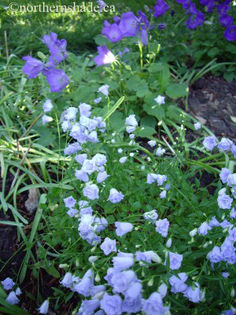 campanula-cochlearifolia-elizabeth-oliver-with-campanula-carpatica-behind-300x400 - 2014-2016 dorinte o parte iar cealalta de vizionat