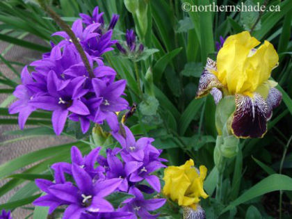 campanula-glomerata-and-iris-with-yellow-and-maroon-petals-400x300 - 2014-2016 dorinte o parte iar cealalta de vizionat