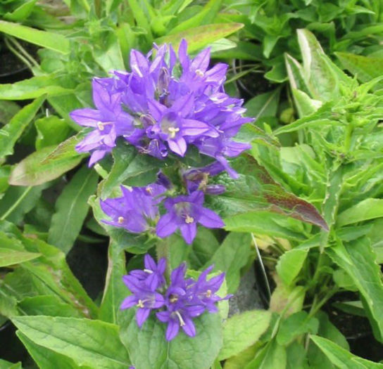 campanula-glomerata-superba-gasit -p