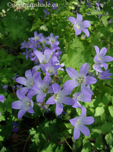 campanula-lactiflora-prichards-variety-flower-details