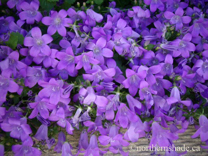 campanula-portenschlagiana-hoffmans-blue-bellflower-02-