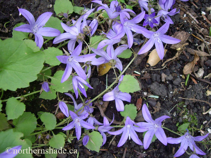 Campanula-poscharskyana-Camgood-Blue-waterfall-flowers