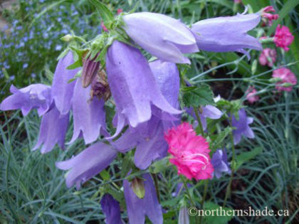 campanula-summertime-blues-and-dianthus-caryopyllus-grenadin-400x300