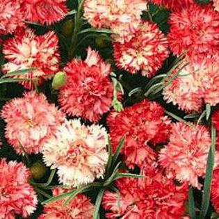 carnation_orange_ripple_