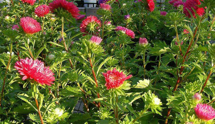 chinese-aster-flowers