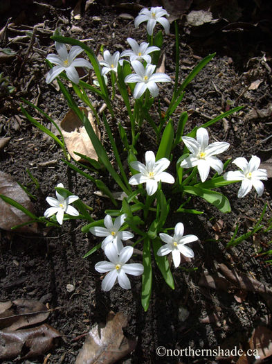 chionodoxa-alba-white-flower-bulbs