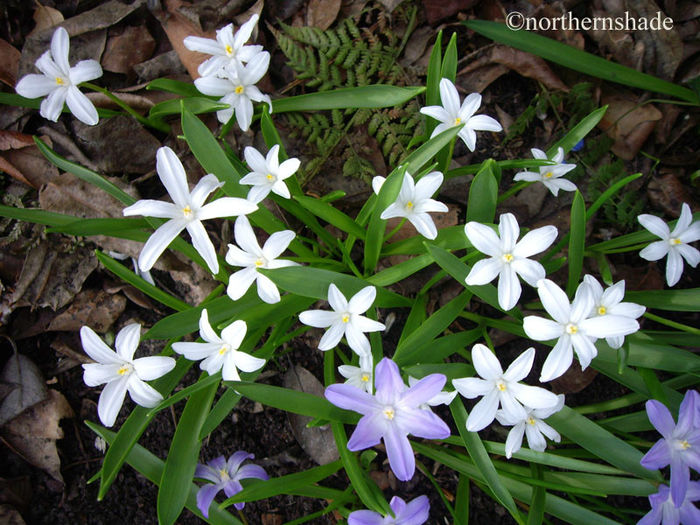 chionodoxa-alba-white-flowers