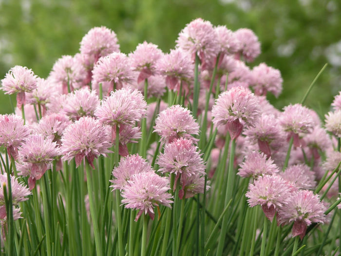 Chives,_Allium_schoenoprasum_-_Close_Up