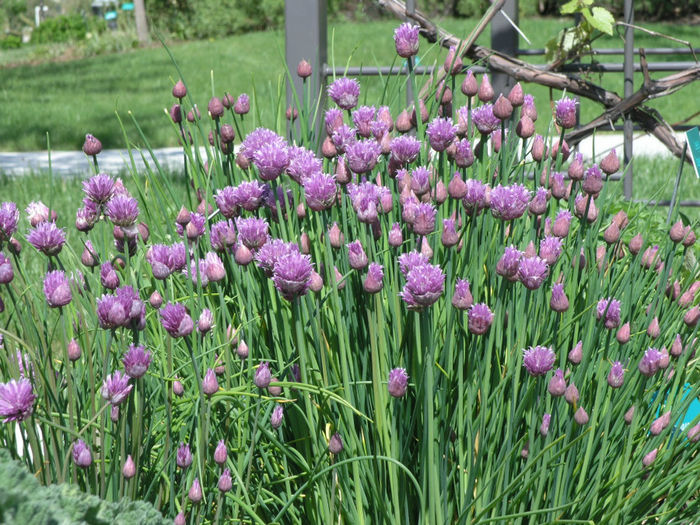 Chives,_Allium_schoenoprasum_-_Spring