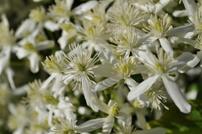 Clematis-_Planting_Path_DSC_0015