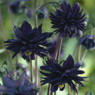 columbine_black_barlow_2