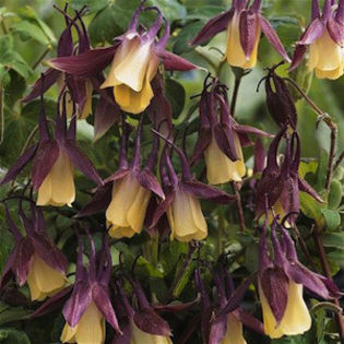 columbine_blackcurrant_ice_2