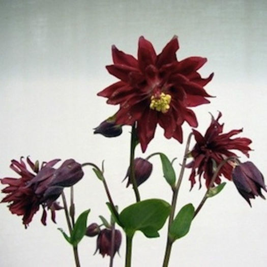 columbine_bordeaux_barlow_2