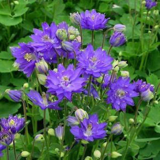 columbine_clementine_blue_2 - 2014-2016 dorinte o parte iar cealalta de vizionat