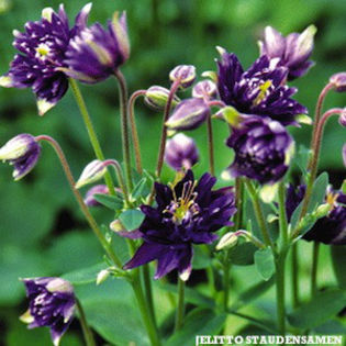 columbine_clementine_dark_purple_ - 2014-2016 dorinte o parte iar cealalta de vizionat