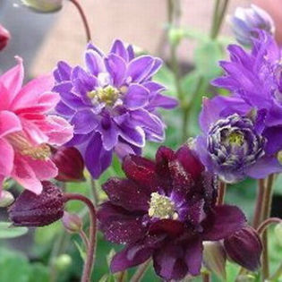 columbine_clementine_mix_2 - 2014-2016 dorinte o parte iar cealalta de vizionat