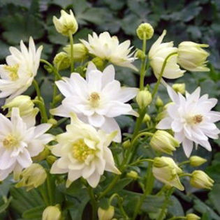 columbine_clementine_white_