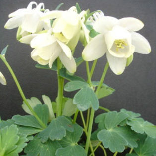 columbine_dwarf_white_2 - 2014-2016 dorinte o parte iar cealalta de vizionat
