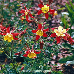 columbine_koralle_2
