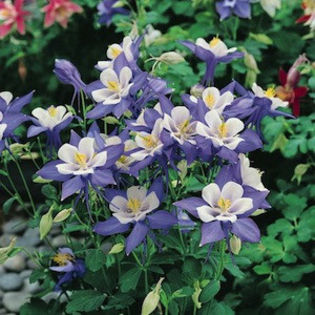 columbine_origami_blue_and_white_2