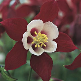 columbine_origami_red_and_white_2