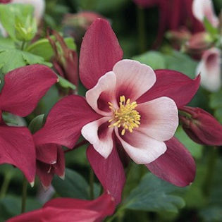 columbine_origami_rose_and_white_2