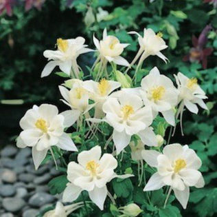 columbine_origami_white_2