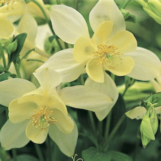 columbine_origami_yellow_2