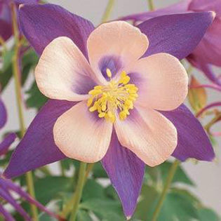 columbine_songbird_nightingale_2
