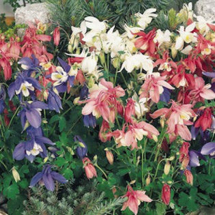 columbine_spring_magic_mix_2