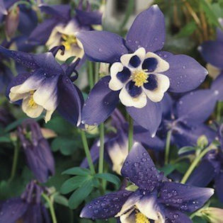 columbine_spring_magic_navy_white_2
