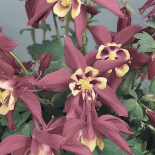 columbine_spring_magic_rose_ivory_2