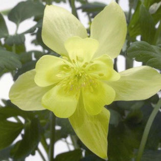 columbine_spring_magic_yellow_2