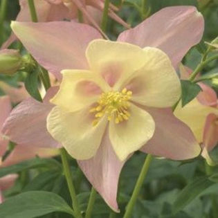 columbine_swan_pink_yellow_2