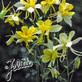 columbine_yellow_star_2