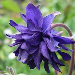 columbinebluebarlow