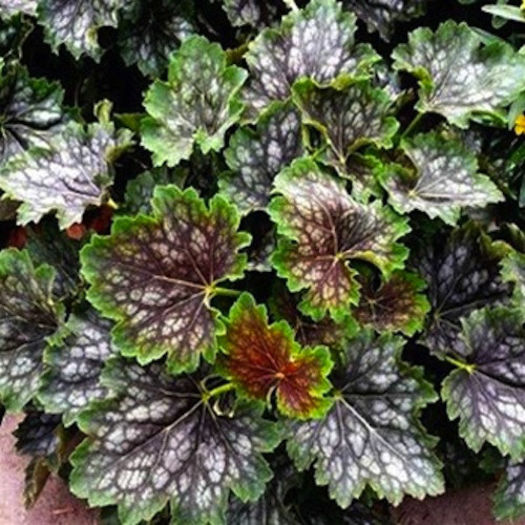 coral_bells_marvelous_marble_3