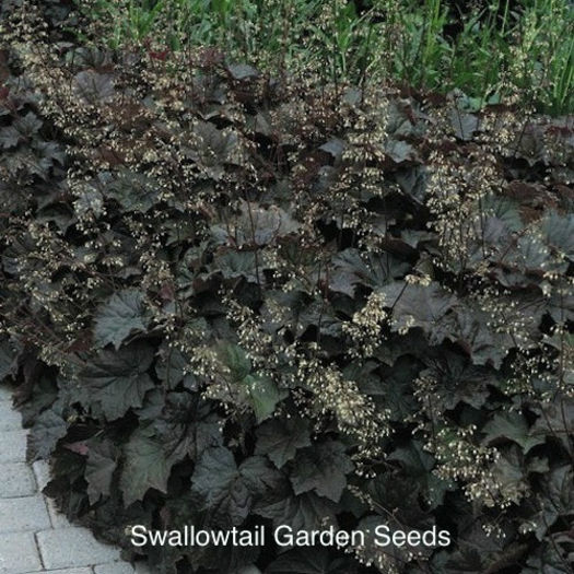 coral_bells_palace_purple_pop-up