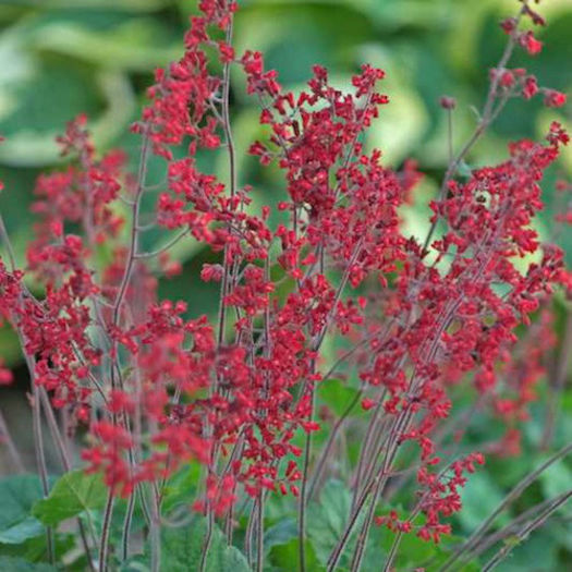 coral_bells_ruby_bells_3