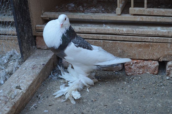 dominican_m2013 vandut