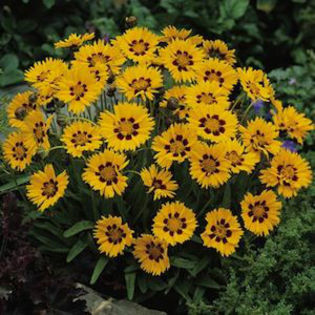 coreopsis_sunfire_2