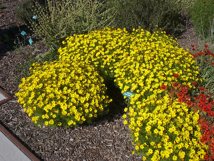 Coreopsis-Zagreb,_Coreopsis_verticillata_