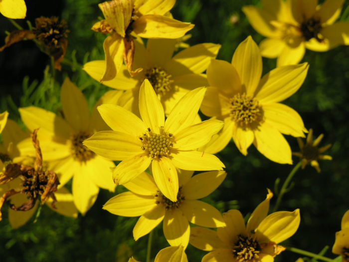 Coreopsis-Zagreb_CU,_Coreopsis_verticillata_ - 2014-2016 dorinte o parte iar cealalta de vizionat