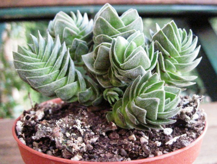 crassula-buddhas-temple
