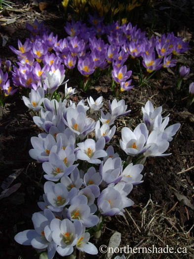 crocus-chrysanthus-prins-claus-and-crocus-sieberi-tricolor - 2014-2016 dorinte o parte iar cealalta de vizionat