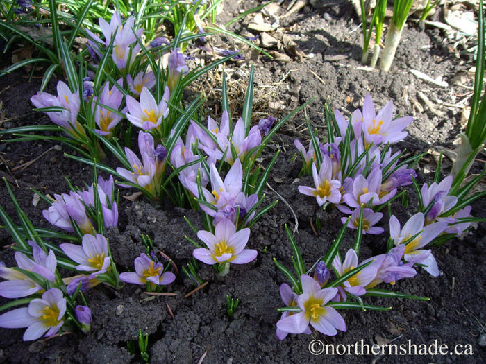 crocus-sieberi-firefly-flowers
